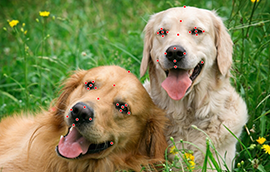 Etiquetado de punto clave de cara de perro