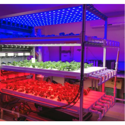 Simple multi-story film greenhouse blueberry rain shelter greenhouse