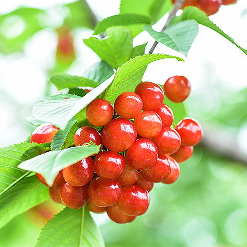 Big red cherry three