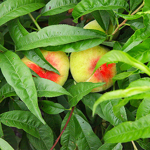 Tropical fruit one