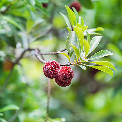 Tropical Fruit III