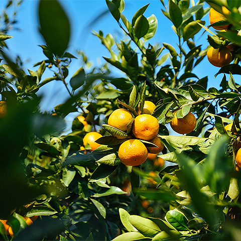 Tropical Fruit Six