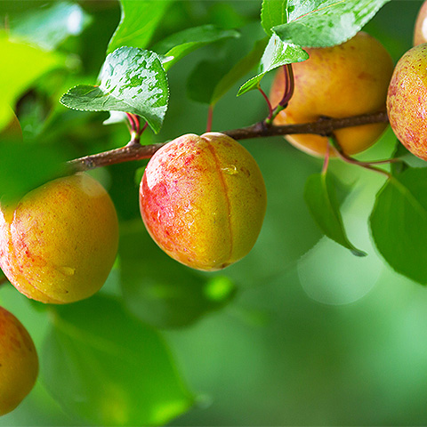 Tropical Fruit Seven
